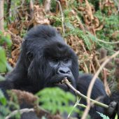  Bushokoro, Silverback Gorilla 3 (Congo)